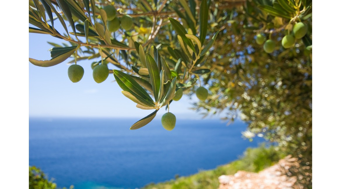 Le proprietà dell’olio extravergine di oliva, un prezioso alleato per la salute e in cucina